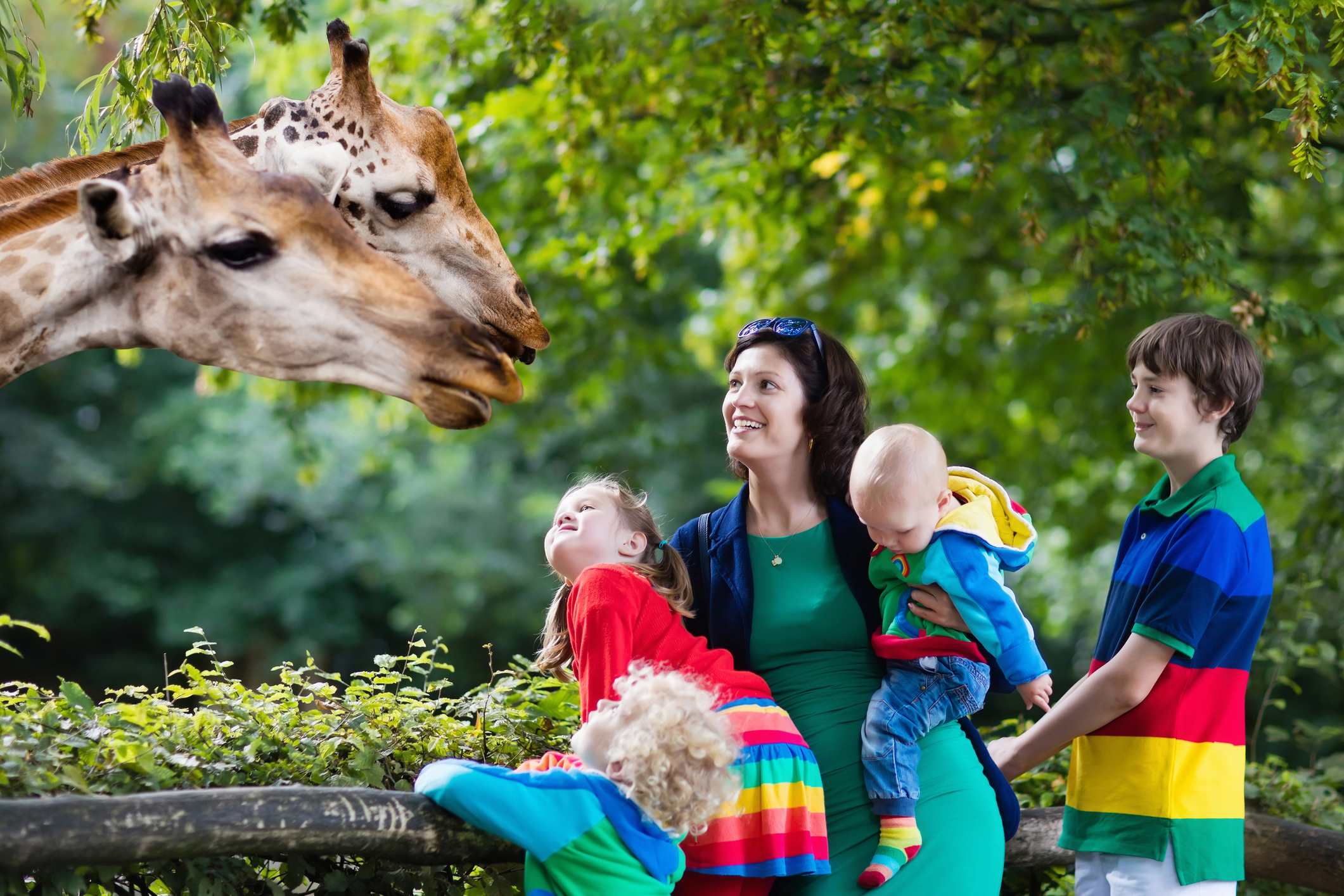 Giraffesand Family At Zoo i Stock 2024 v1