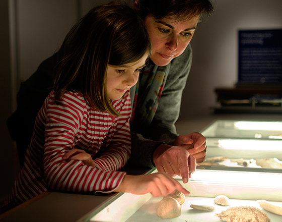 Child looking at an exhibit