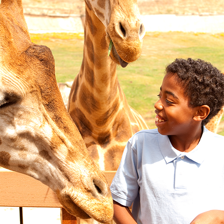 Child feeding giraffes