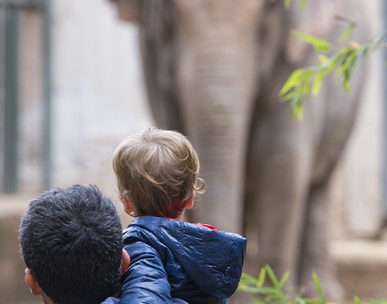 Child and adult looking at an elephant