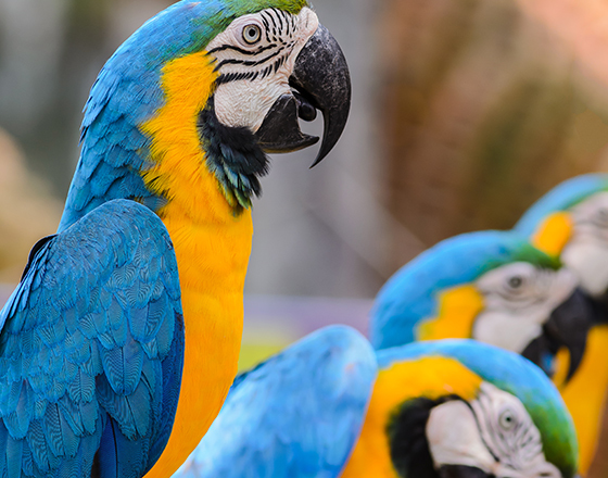 Photo of parrots