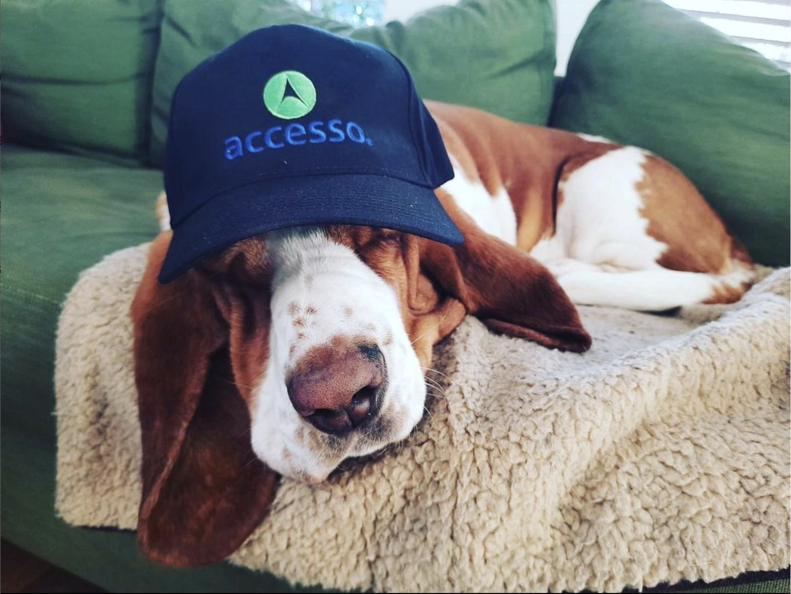 Dog with accesso hat