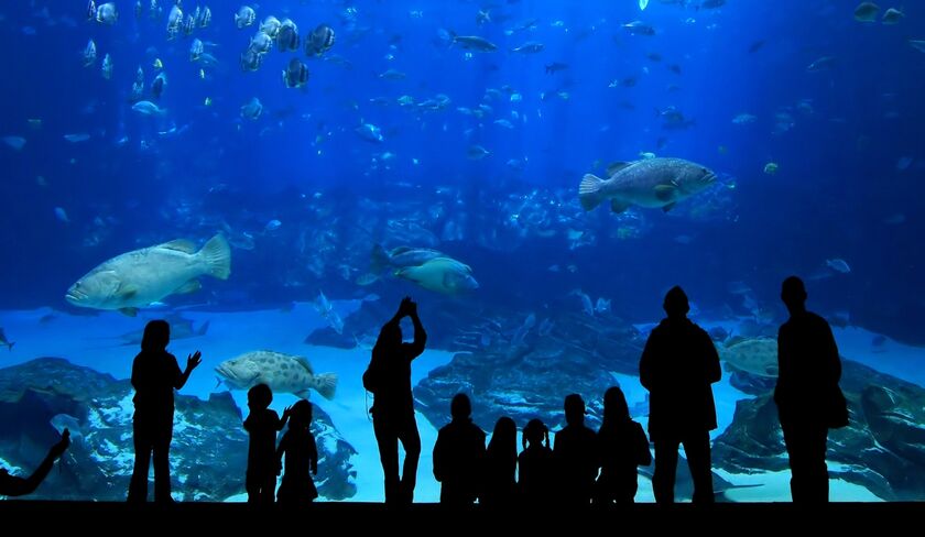 People at an aquarium